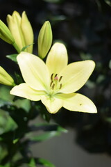 Fototapeta premium Yellow lily flower