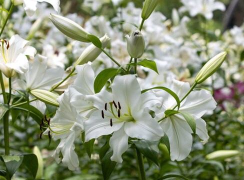 White trumpet lilies in bloom