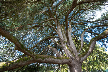 Fototapeta premium Magnificent Old Lebanon Cedar, Celles sur Belle, Deux Sevres, France, High quality photo