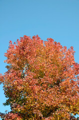 青空と紅葉