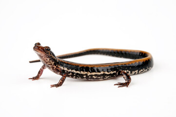 Three-lined salamander // Dreistreifensalamander (Eurycea guttolineata) 