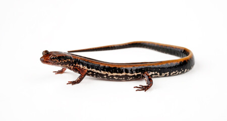 Dreistreifensalamander // Three-lined salamander (Eurycea guttolineata) 