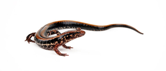 Three-lined salamander // Dreistreifensalamander (Eurycea guttolineata) 