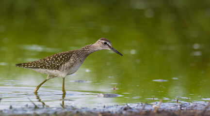 Wood Sandpiper (Tringa glareola) looking for food