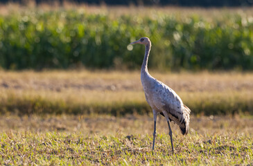 Obraz na płótnie Canvas Single Crane(Grus grus) in summertime field