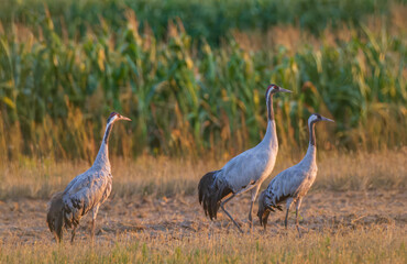 Obraz na płótnie Canvas Three Cranes(Grus grus) in summertime sunset light