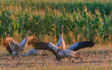 Obraz premium Cranes(Grus grus) family in summertime sunset light