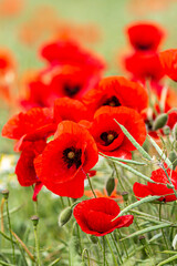 A close up of red poppies growing in rural Hampshire, with selective focus