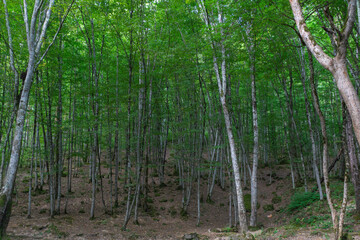 Green tall trees in the forest and campsite