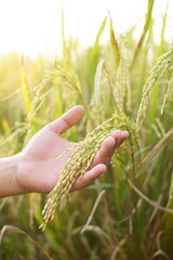 hand is holding rice ready to harvest