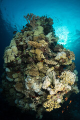 Naklejka na ściany i meble Corals in the southern Red Sea, Egypt