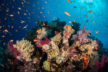 Fototapeta na wymiar Colourful soft corals in the southern Red Sea, Egypt