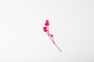 赤いドライフラワー