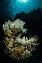 Fototapeta na wymiar Corals in the southern Red Sea, Egypt