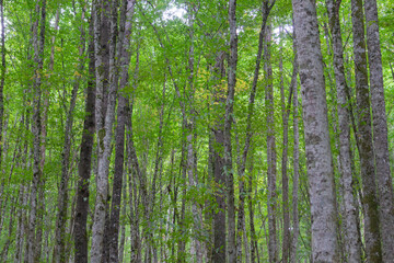 Green trees in the summer forest