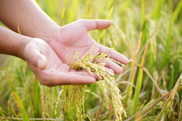 hand is holding rice ready to harvest