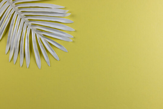White plant leaf and copy space on yellow background