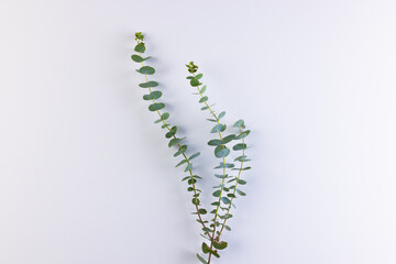 Green plant twigs with leaves and copy space on white background