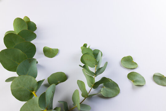 Green plant twigs with leaves and copy space on white background