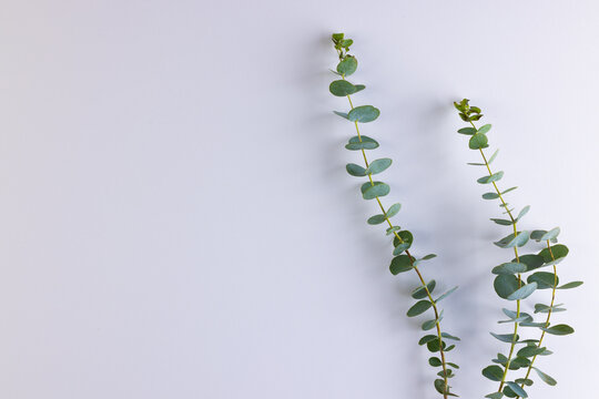 Green plant twigs with leaves and copy space on white background