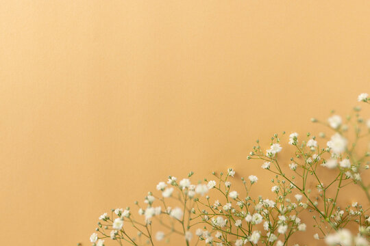 Multiple white flowers and copy space on yellow background