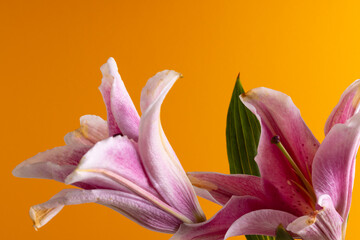 Pink lilies flower and copy space on orange background