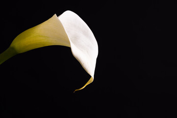 White kalia flower and copy space on black background