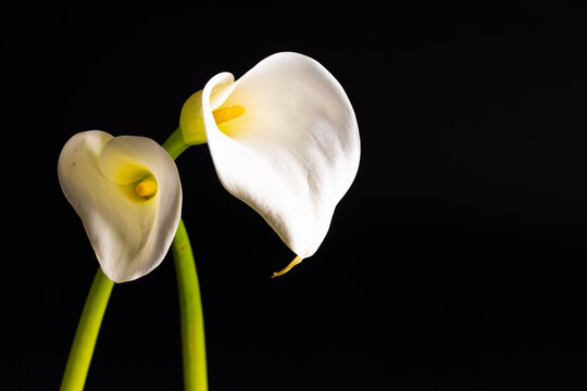White kalia flowers and copy space on black background