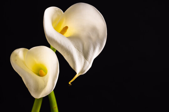 White kalia flowers and copy space on black background