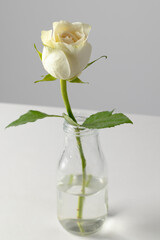 Naklejka premium Vertical image of white rose flower in glass vase and copy space on white background