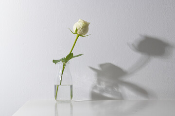 Naklejka premium White rose flower in glass vase and copy space on white background