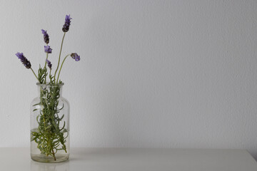 Purple lavender flowers in glass vase and copy space on white background