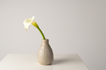 Kalia flower in vase and copy space on white background