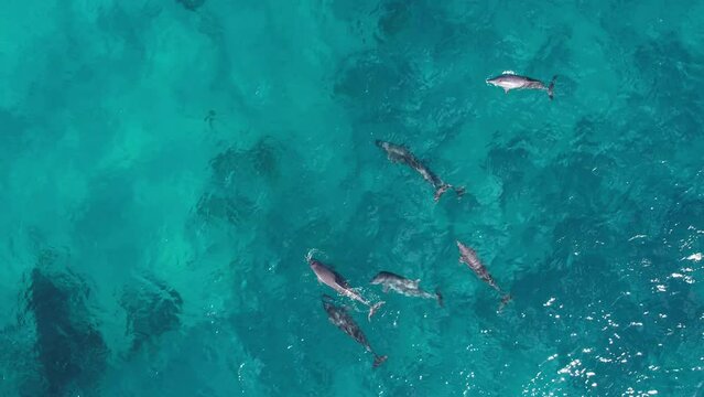 Aerial view following a pod of dolphin