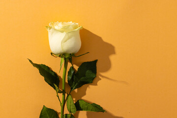 Fototapeta premium White rose flower and copy space on orange background