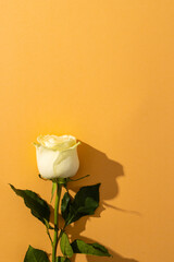 Fototapeta premium Vertical image of white rose flower and copy space on orange background