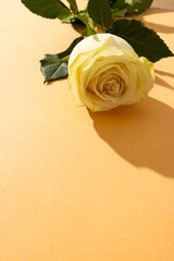 Fototapeta premium Vertical image of white rose flower and copy space on orange background