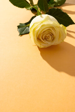 Fototapeta Vertical image of white rose flower and copy space on orange background