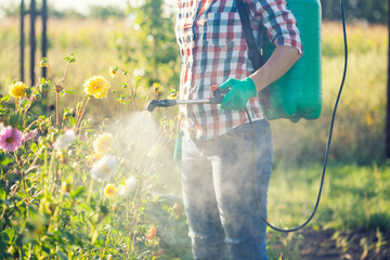 woman in a green backpack with a pressure garden sprayer spraying flowers against diseases and pests