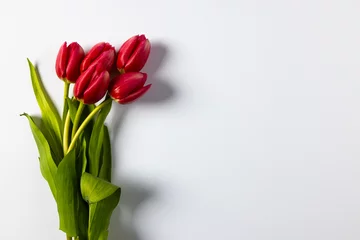 Tuinposter Bunch of red tulips with copy space on white background © vectorfusionart