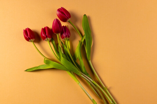 Bunch of red tulips and copy space on orange background