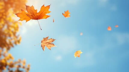 Fallen leaves falling from trees background sky. Falling autumn beech leaves against clear blue sky.