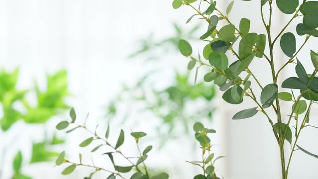 窓と植物　サンルーム