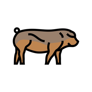 duroc pig breed color icon vector. duroc pig breed sign. isolated symbol illustration