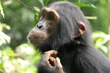 Junger wildlebender Schimpanse