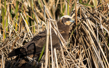The marsh harrier is a medium-sized raptor with a rather stylized appearance, although it is...