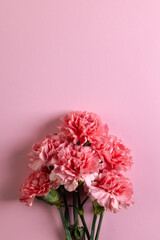 Bunch of pink carnation flowers with copy space on pink background