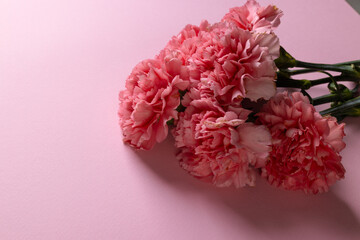 Bunch of pink carnation flowers with copy space on pink background
