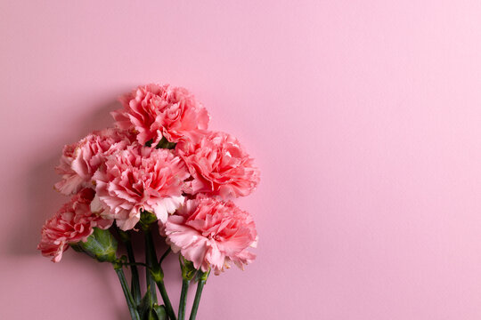 Bunch of pink carnation flowers with copy space on pink background