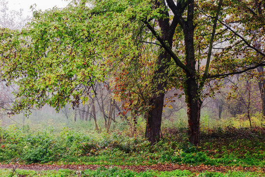 urban park in autumn. misty weather. trees in green foliage